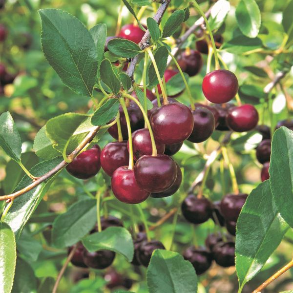 Carmine Jewel&amp;trade; Dwarf Cherry - #3 Container