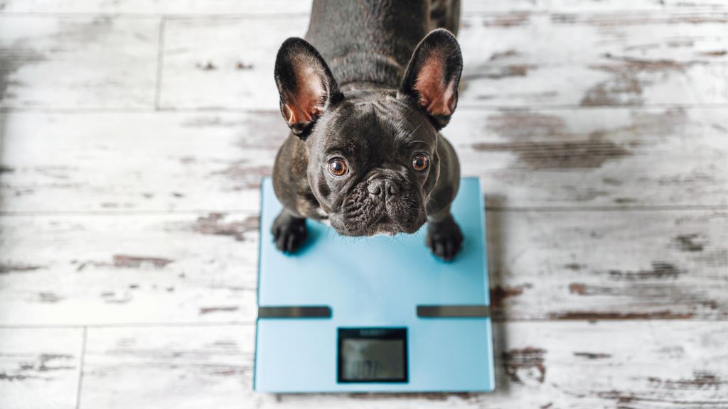 Picture of 32 things you can do to help your dog lose weight | PetsRadar