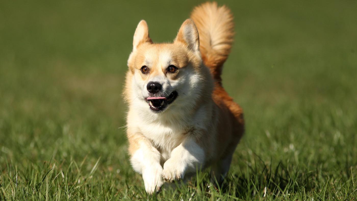 The Welsh Corgi is a fun, hardworking pastoral breed