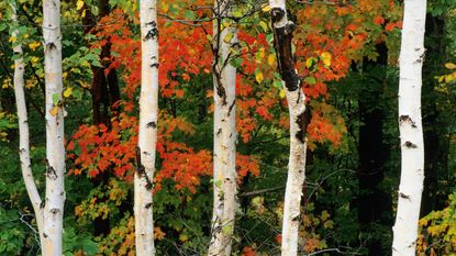 white bark of American white birch trees