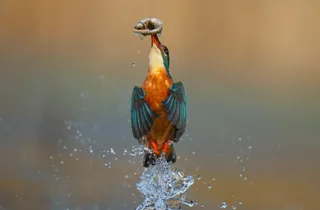 Photograph taken by Digital Camera magazine reader Dave Newman, of a kingfisher emerging from the water with a freshly caught fish.