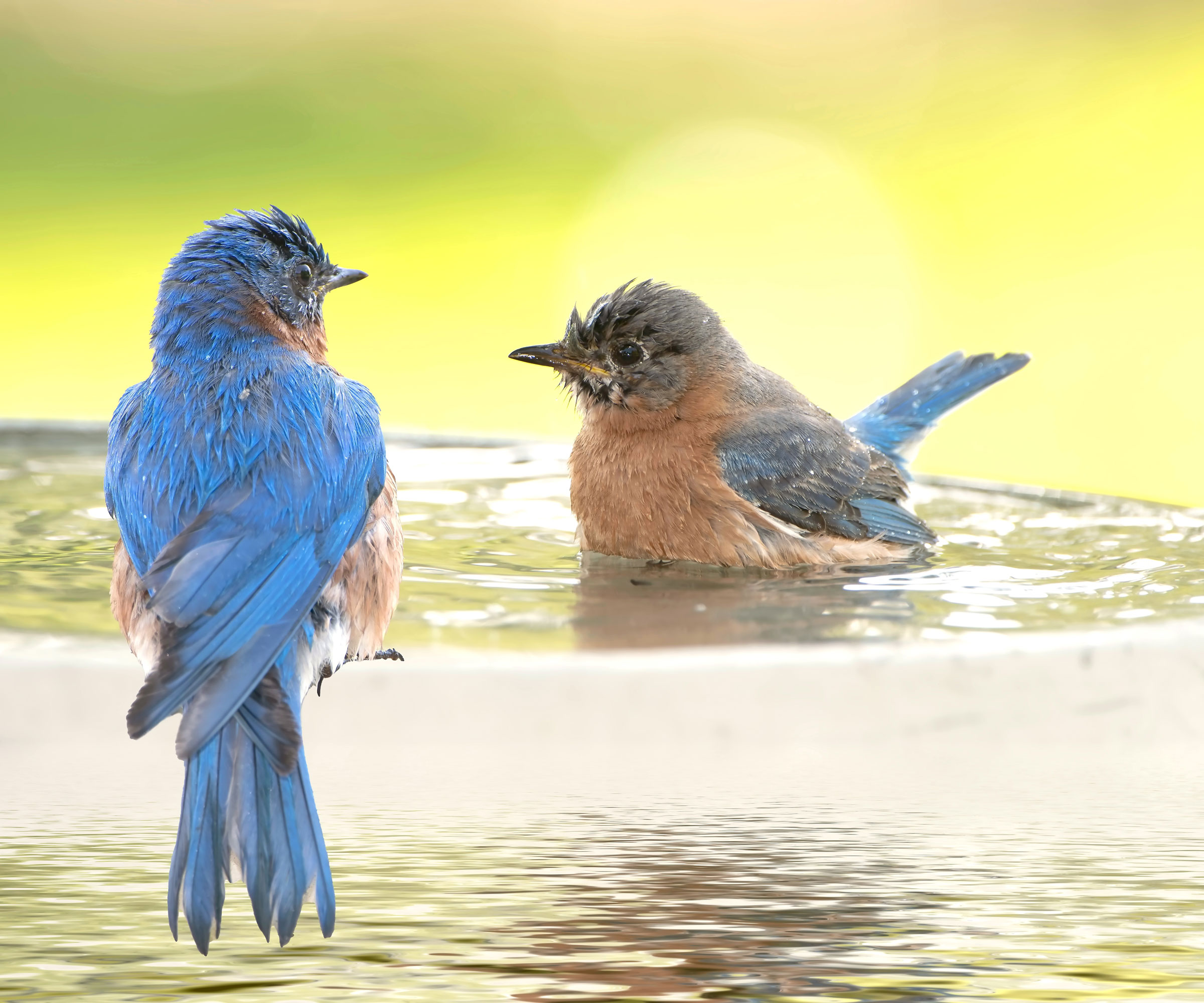 Eastern bluebirds splashing in bird bath