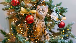 Kitten in Christmas tree
