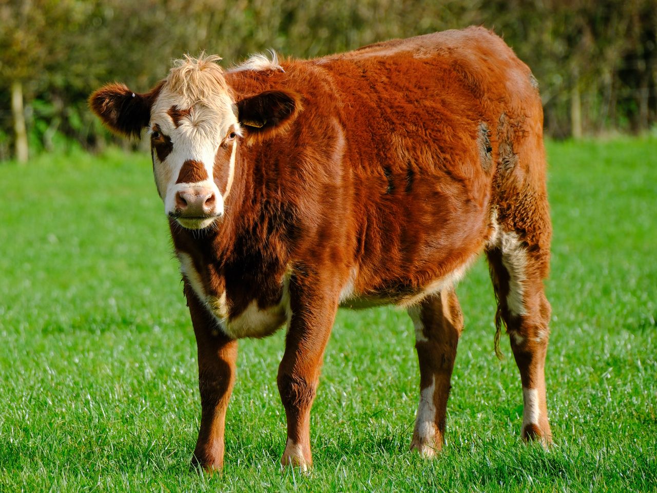 A photo of a brown cow in a field, taken on the Fujifilm X-T30 III