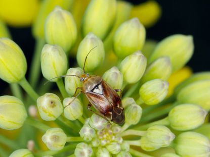Lygus Bug On A Plant