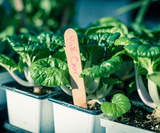 bok choy seedlings started in late summer