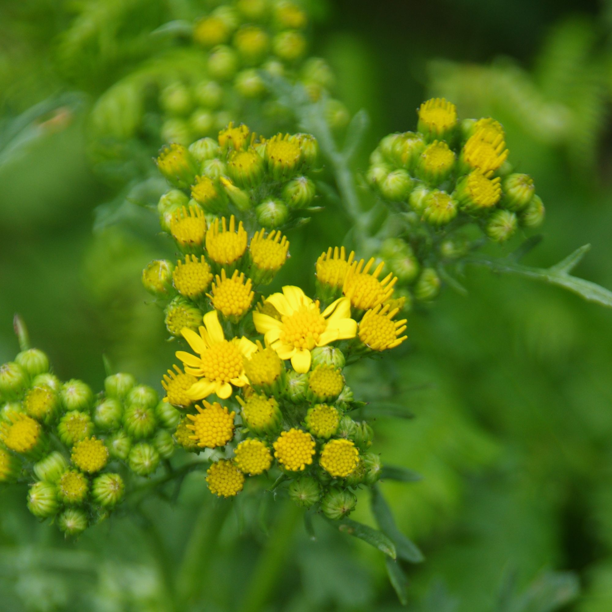 Groundsel about to bloom in the British countryside