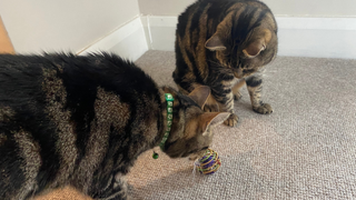 Chilli and Nala sniffing the Planet Pleasures Spiral Ball with Catnip & Bell Cat Toy