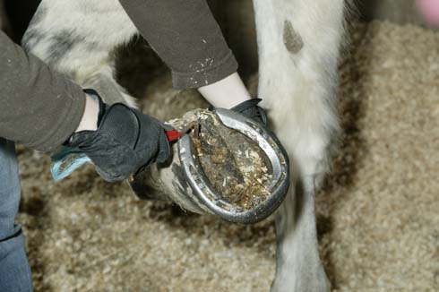 Picking out a hoof