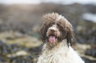 Lagotto Romagnolos sticking its tongue out