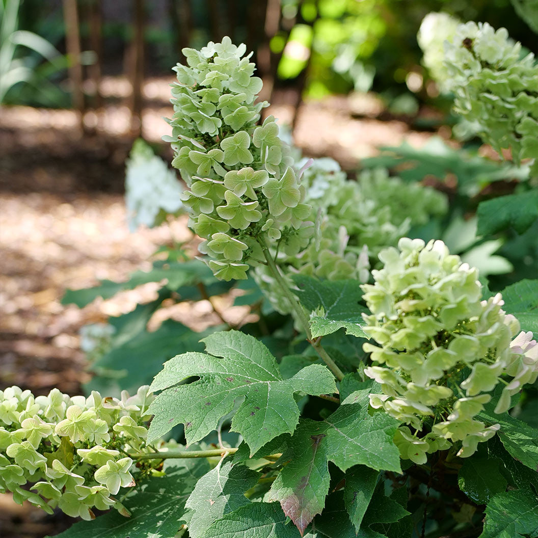 Proven Winners&amp;reg; Gatsby Glow Ball&amp;trade; Oakleaf Hydrangea