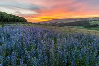 Viper's Bugloss at sunrise by John Glover ©International Garden Photographer of the Year