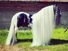 stallion_mane-1.jpeg