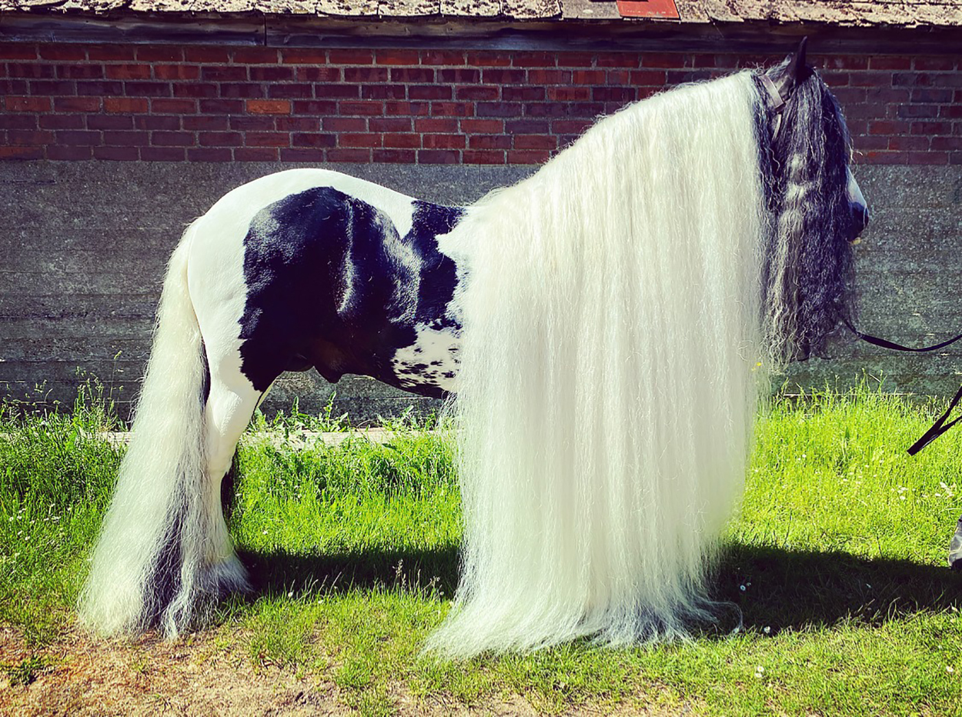 stallion_mane-1.jpeg