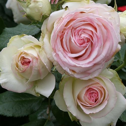 Heirloom Climbing Roses, Live Own Root Plant for Outdoor Garden, Eden Climber, Lightly Fragrant, Hardiness Zones 5-10, Repeat Blooming