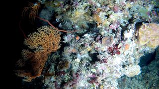 Deep-sea great barrier reef coral