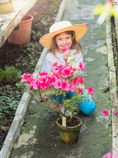 Child Holding A Flower From A Potted Azalea Plant