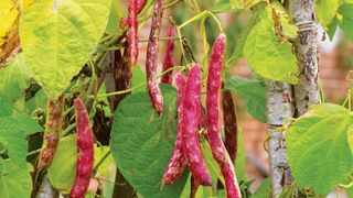 how to grow French beans: red variety 'Borlotto Lingua Di Fuoco' ripening in late summer