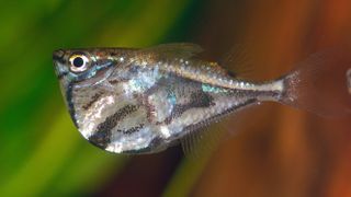 Marbled hatchetfish