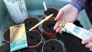 how to grow sweet corn: sowing sweet corn indoors in pots or large modules