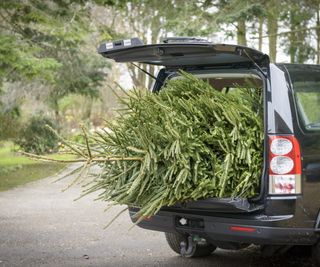 Christmas tree in car