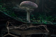 SOIL_Fly-Agaric-detail_Marshmallow-Laser-Feast.jpg