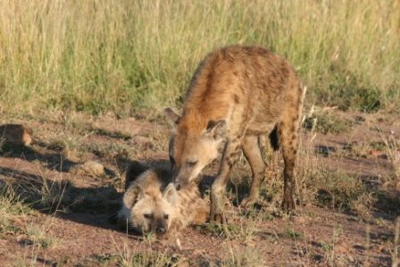 hyena cub