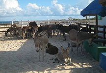 Turks-Caicos-donkeys.jpg