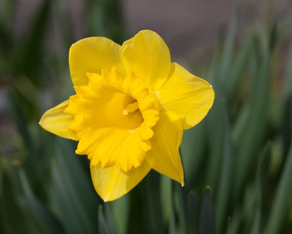 Types of daffodils: best varieties for spring color | Gardeningetc