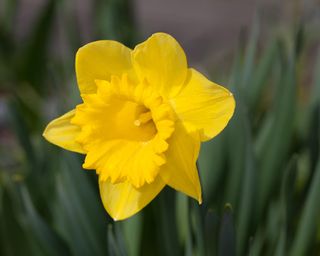 yellow daffodil 'Carlton'
