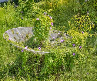 Old satellite dish being cover by vining flowers