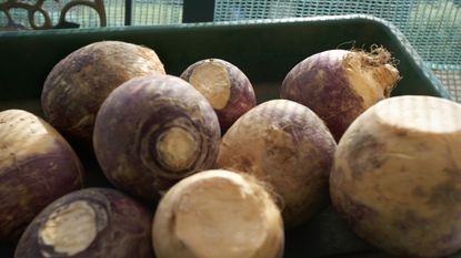 A tray of harvested rutabaga