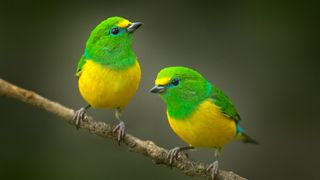 Pair of colorful songbrids.