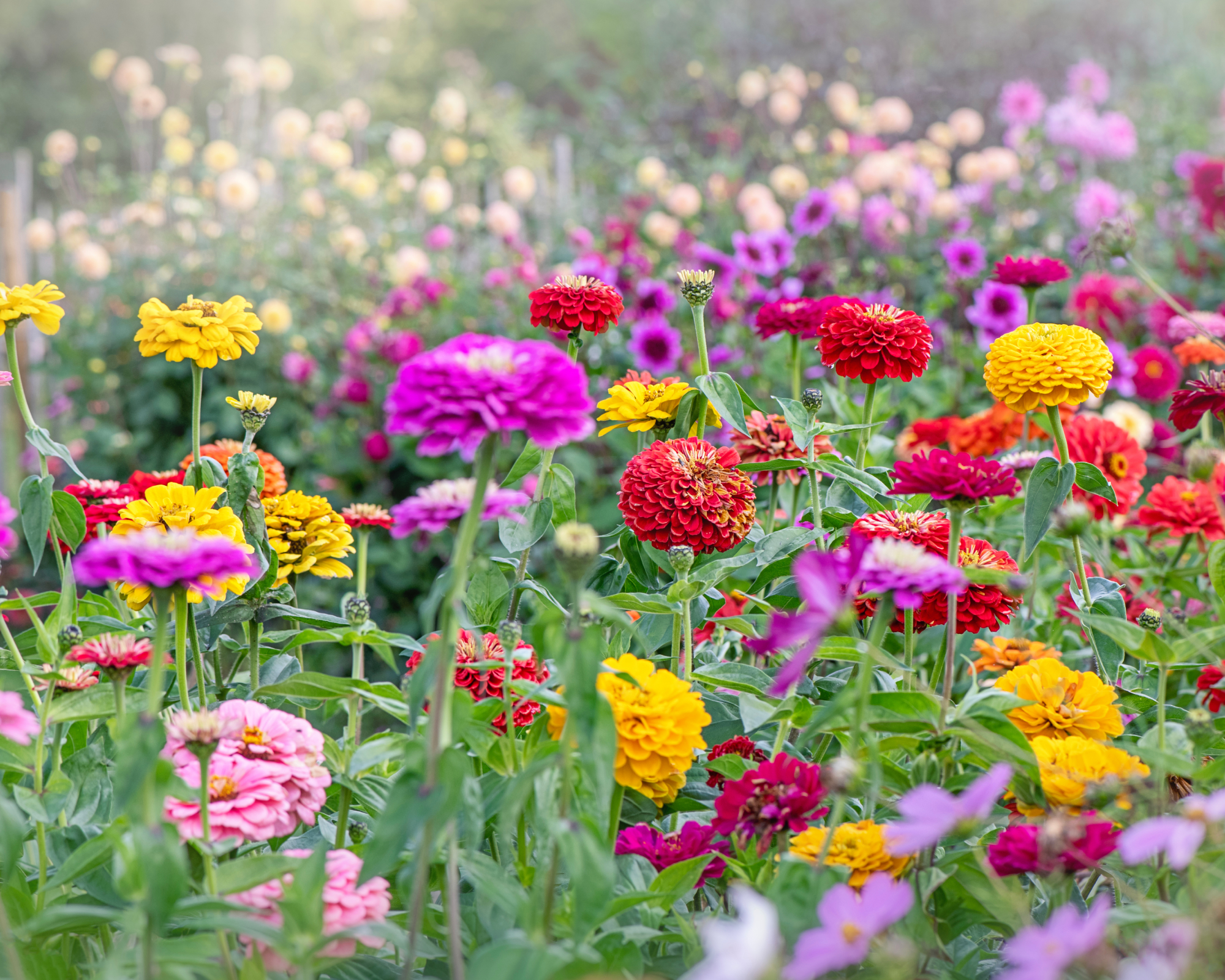 zinnias of multiple bright colors growing in a garden border
