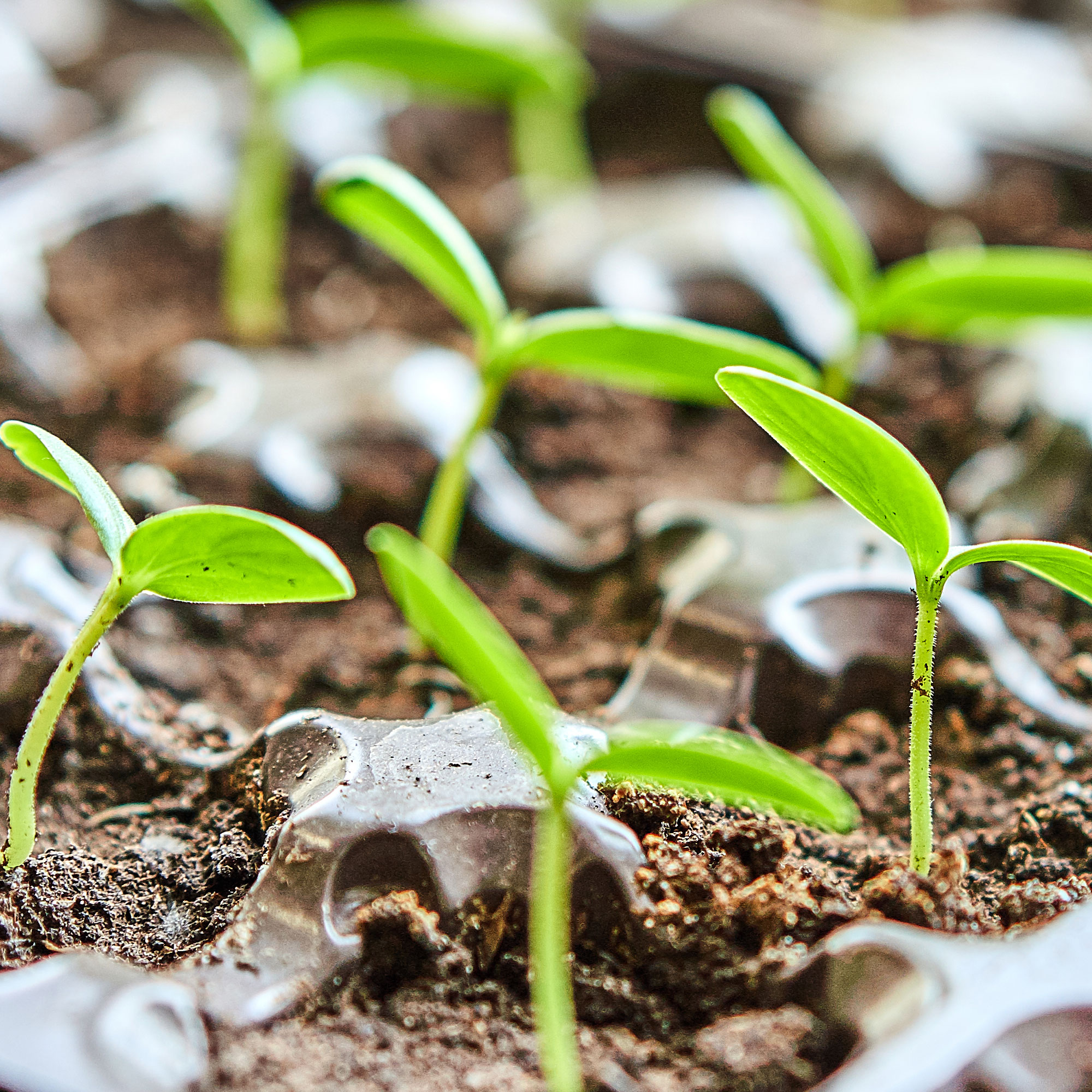 vegetable seedlings growing in seed tray