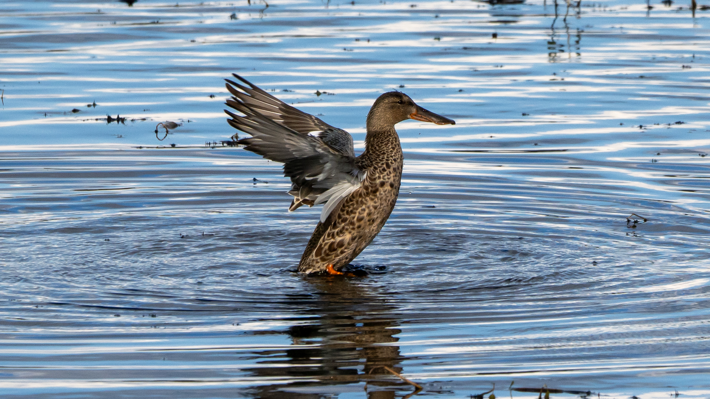 duck flapping its wings in water