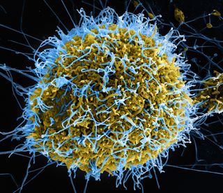 Viruses have distinct patterns on their surfaces that our immune systems want to read and act on.