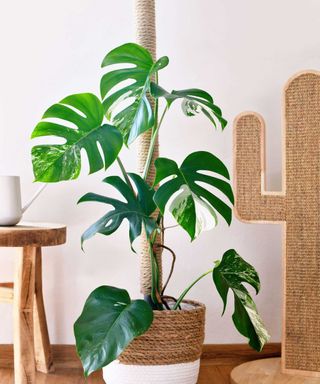 monstera deliciosa growing with pole in indoor pot