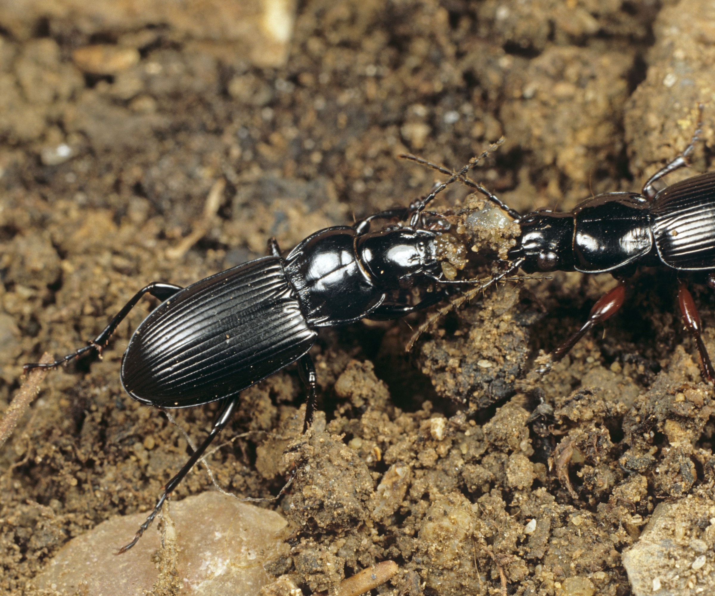 Ground beetles