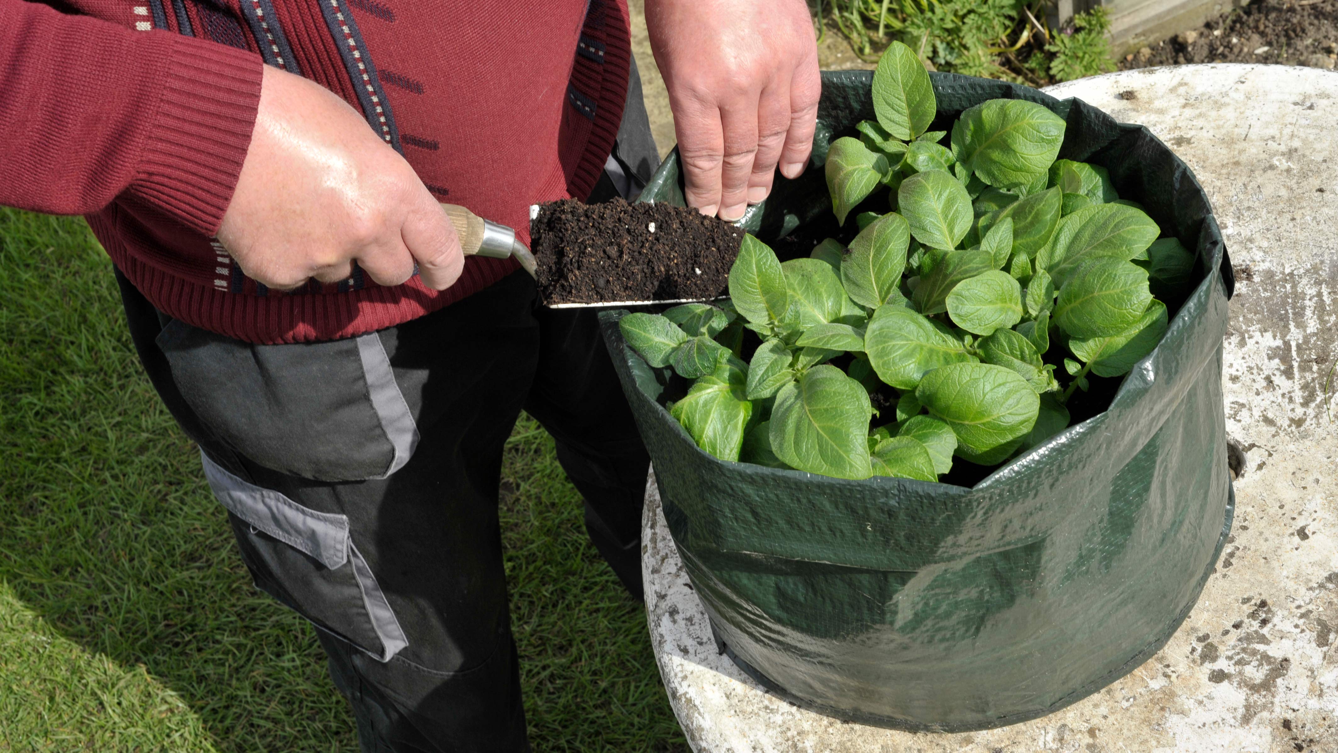 potato grow bags