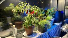 House plants on a window sill
