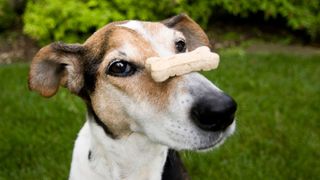 Quick and easy tricks to teach your dog