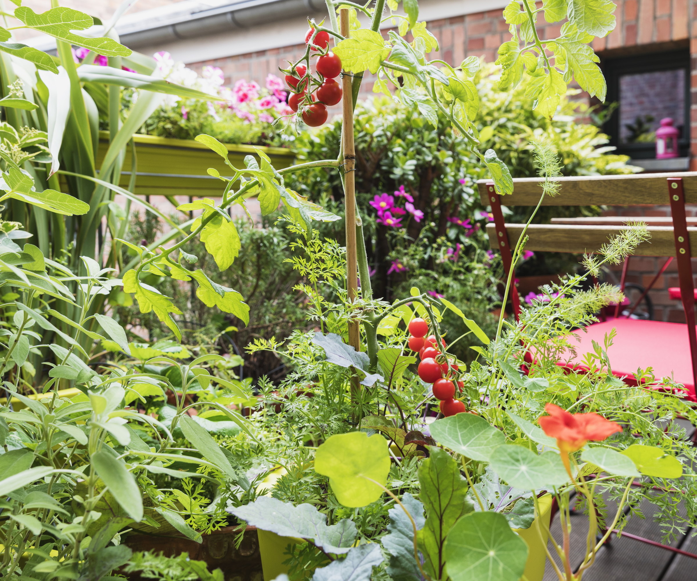 A tomato plant surrounded by herbs growing in a balcony garden
