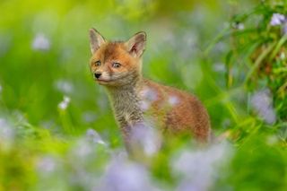 A little Fox cub among bluebells