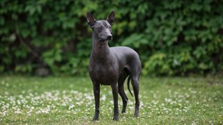 Xoloitzcuintli or Mexican hairless dog