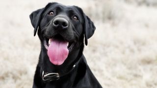 Black Labrador with tongue sticking out