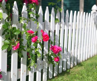 pink rose bush growing through a white picket fence