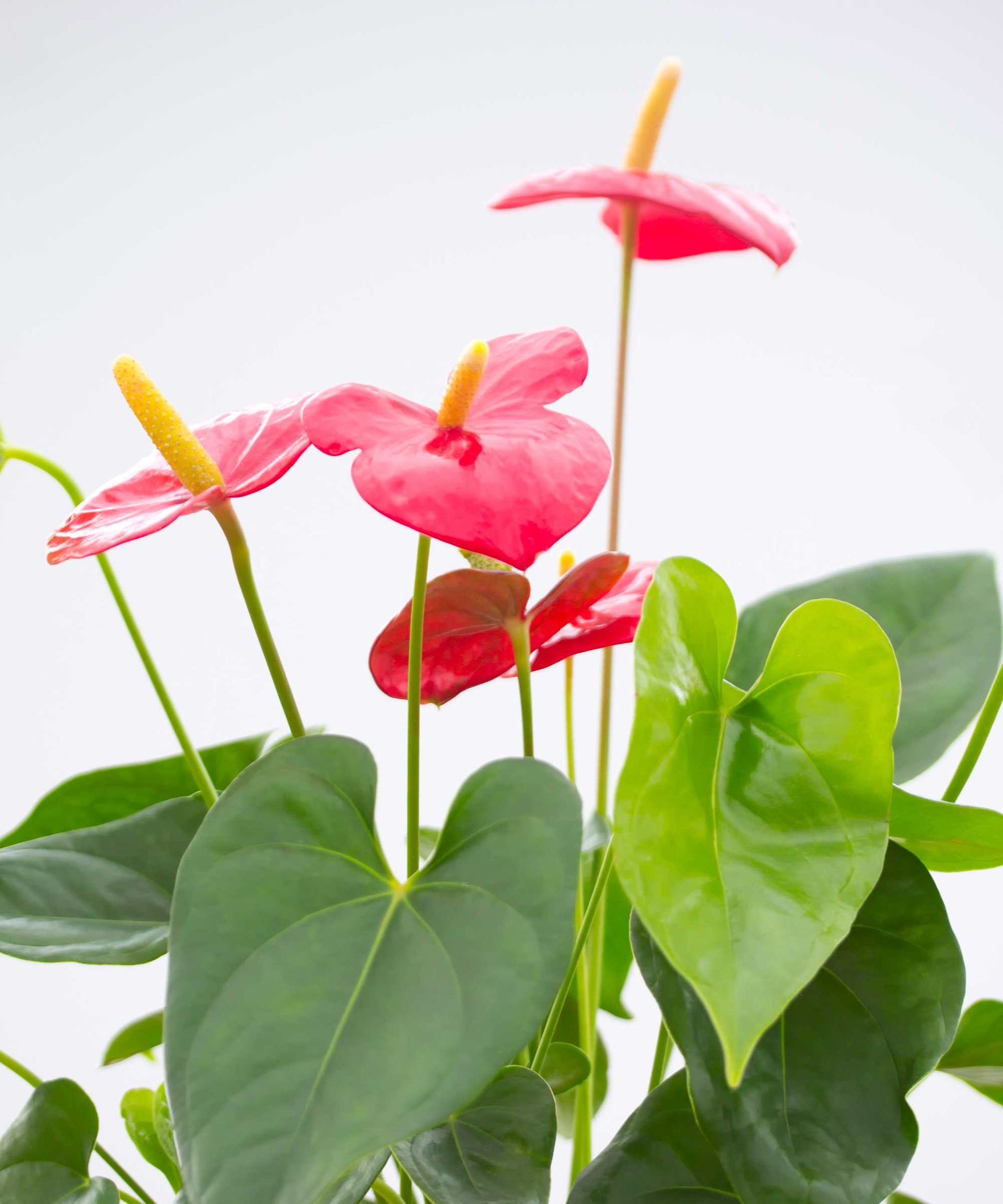 How to get an anthurium to bloom again follow our expert tips
