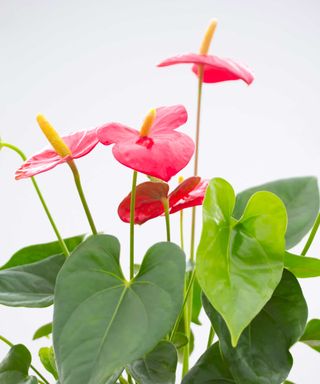 red flowers on a potted anthurium