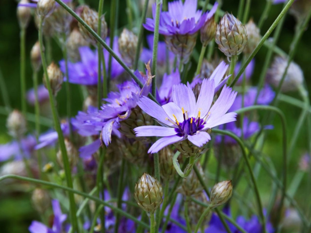 Purple Flowering Cupid&amp;#39;s Dart Plants